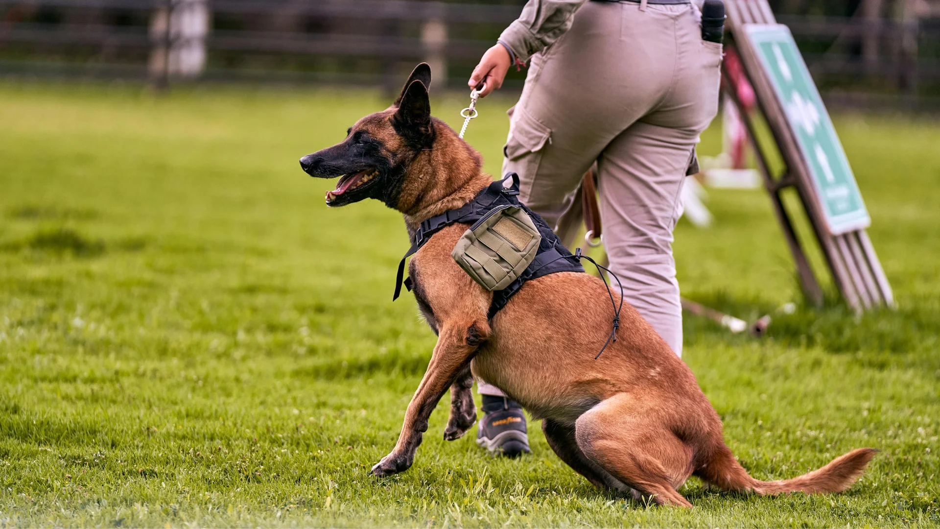Dog Training Programs That Build Reliable Obedience