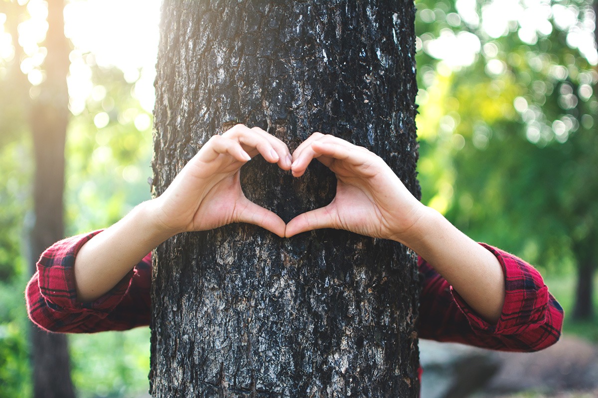 Arborists in Wake Forest: 5 Tree Care Services to Compare